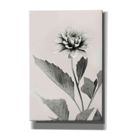 'White Dahlia II' by Lori Deiter, Canvas Wall Art