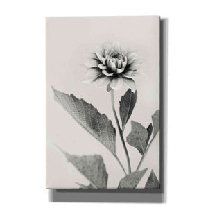 'White Dahlia II' by Lori Deiter, Canvas Wall Art