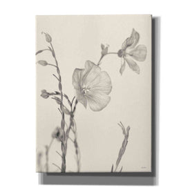 'Faded Flower II' by Lori Deiter, Canvas Wall Art
