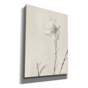 'Faded Flower III' by Lori Deiter, Canvas Wall Art