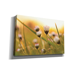 'Daisy at Sunset' by Martin Podt, Canvas Wall Art