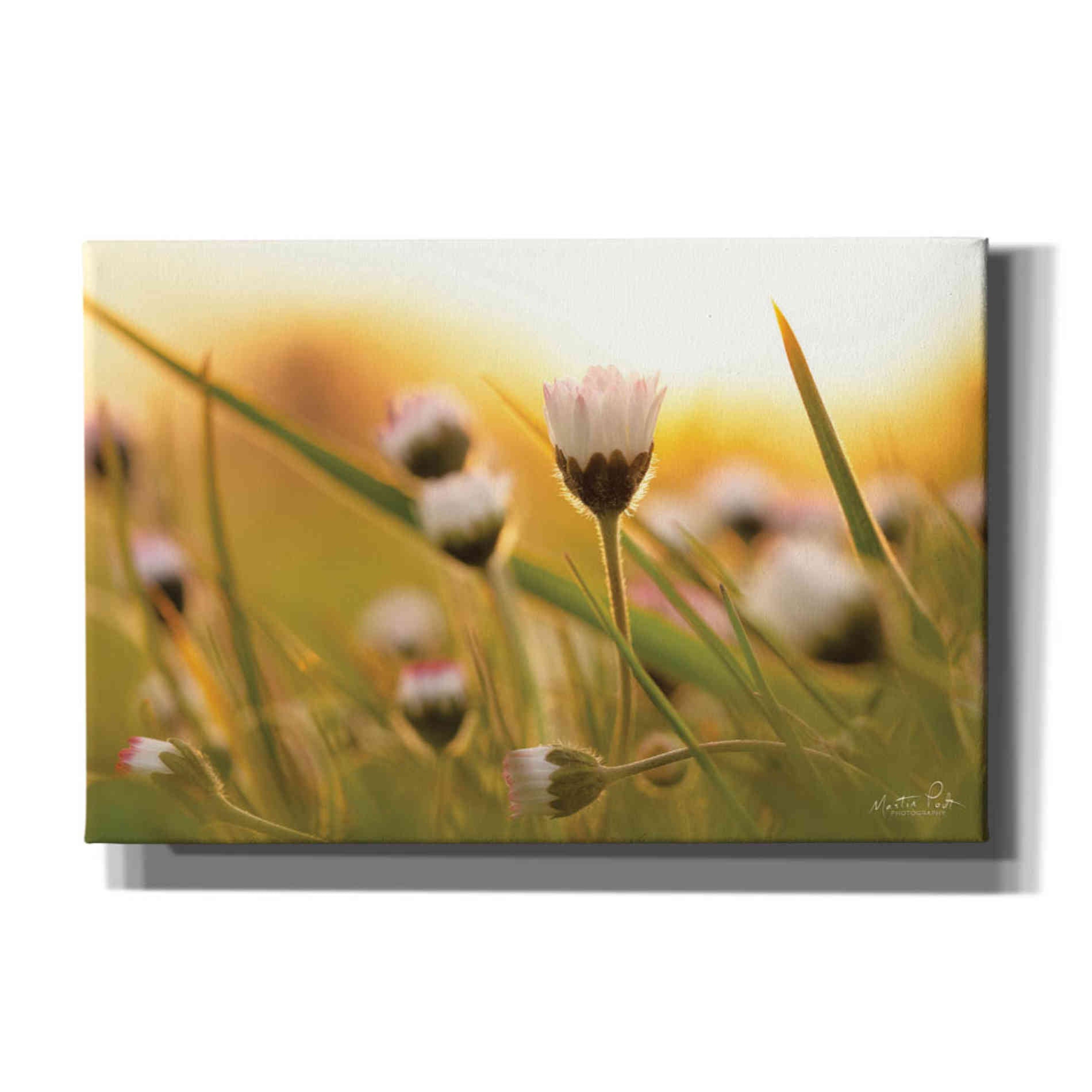 'Daisy at Sunset' by Martin Podt, Canvas Wall Art