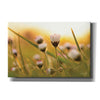 'Daisy at Sunset' by Martin Podt, Canvas Wall Art