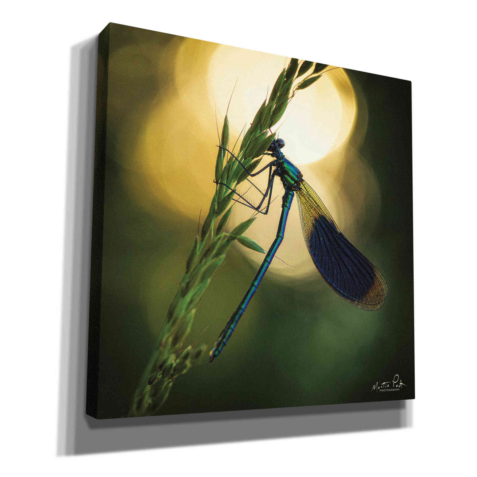 'Damselfly in Backlight' by Martin Podt, Canvas Wall Art