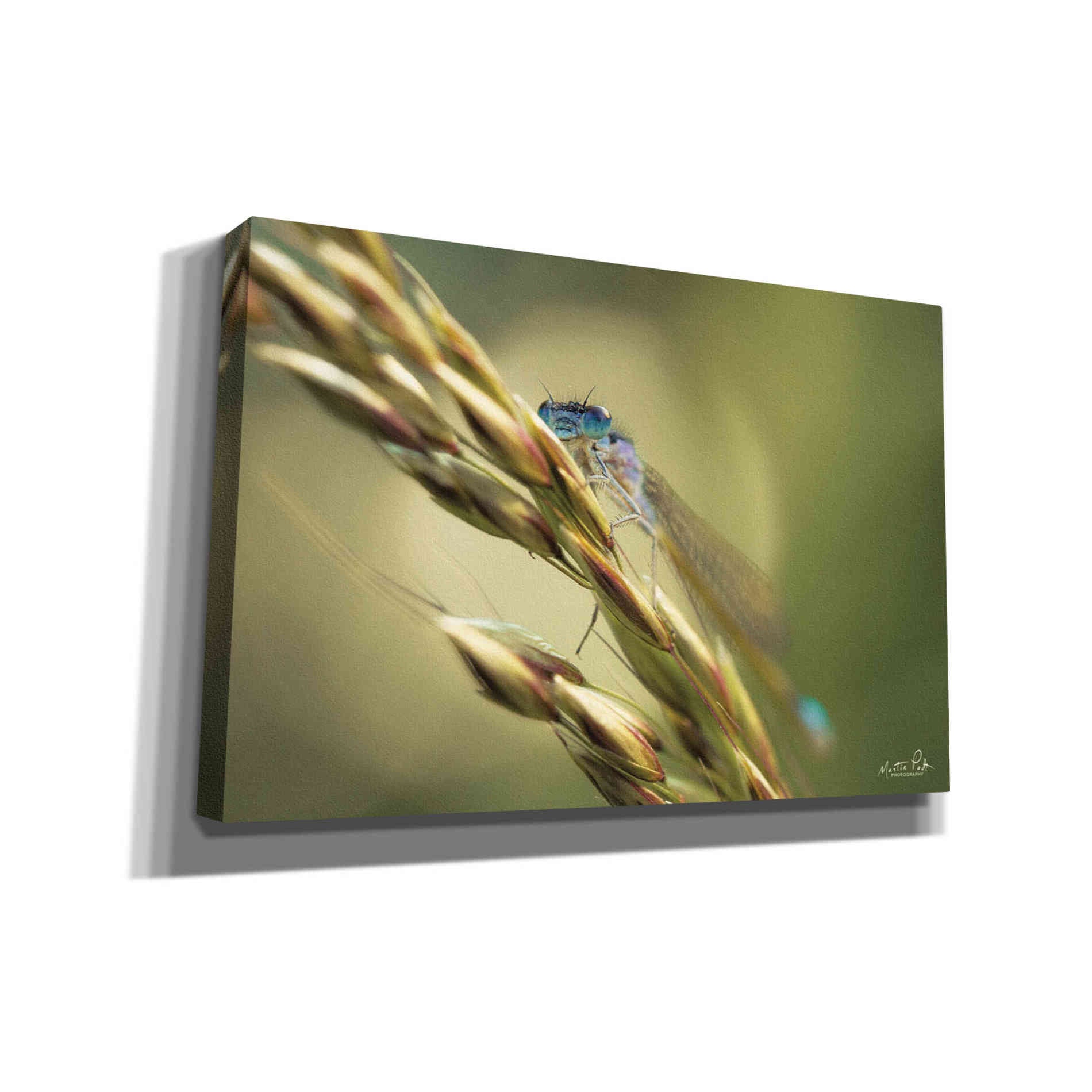 'Damselfly' by Martin Podt, Canvas Wall Art