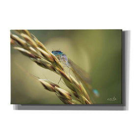 'Damselfly' by Martin Podt, Canvas Wall Art