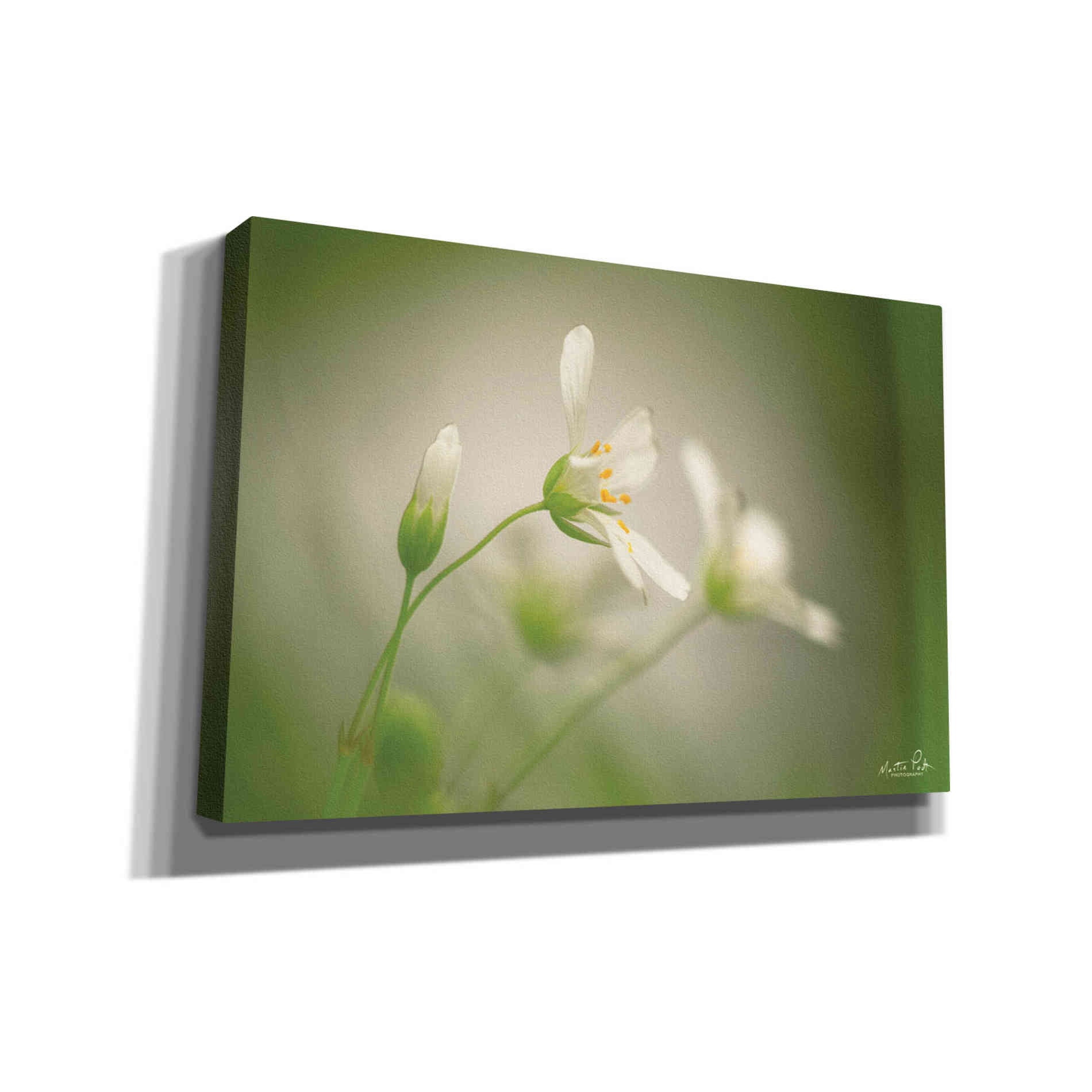 'Stellaria' by Martin Podt, Canvas Wall Art