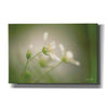 'Stellaria' by Martin Podt, Canvas Wall Art