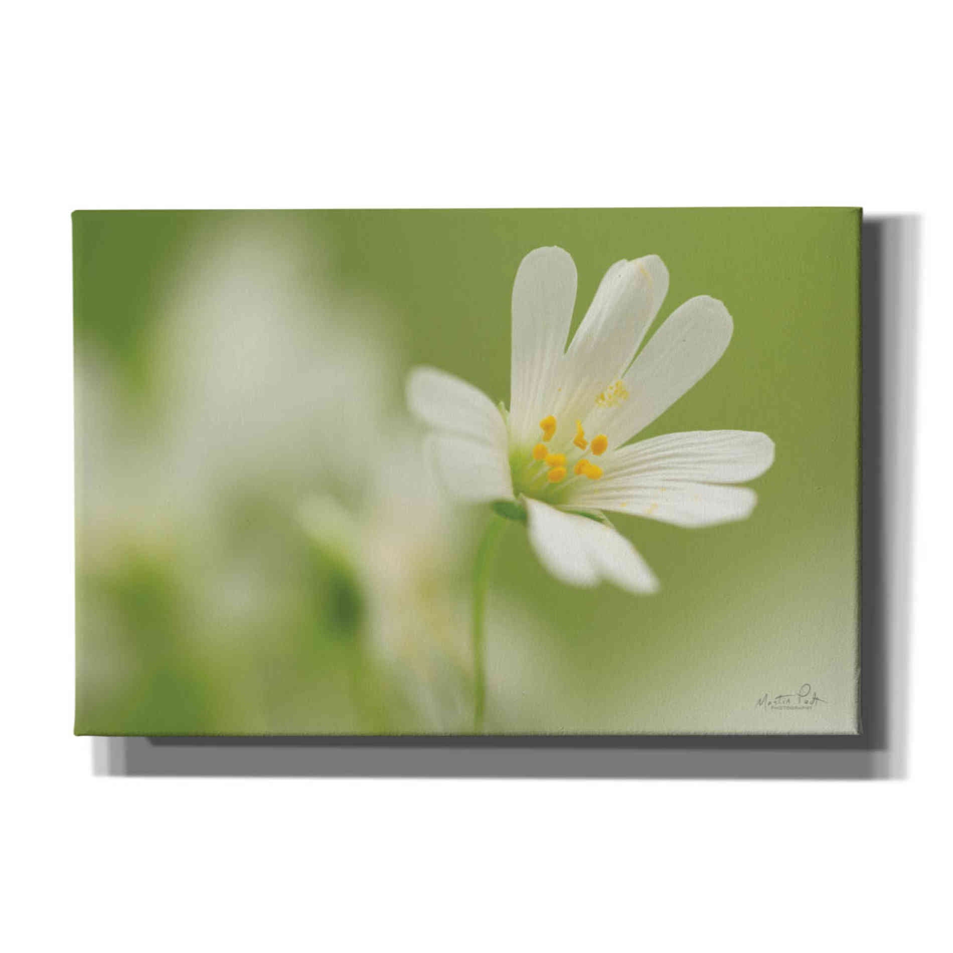 'Stellaria Holostea' by Martin Podt, Canvas Wall Art