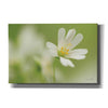 'Stellaria Holostea' by Martin Podt, Canvas Wall Art