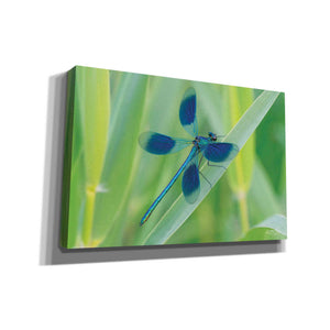 'Damselfly in Blue' by Martin Podt, Canvas Wall Art