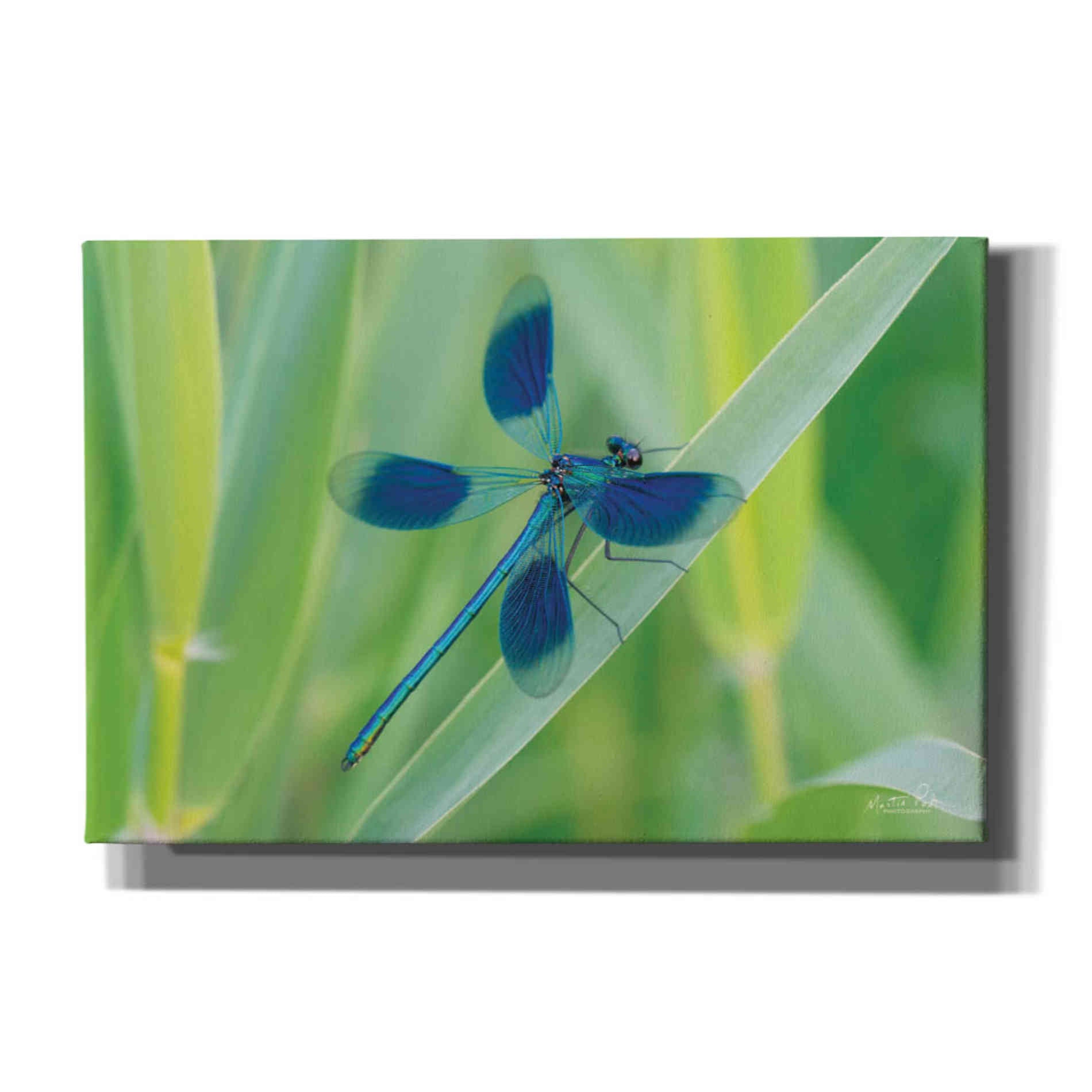 'Damselfly in Blue' by Martin Podt, Canvas Wall Art