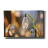 'Shining Beauty' by Martin Podt, Canvas Wall Art