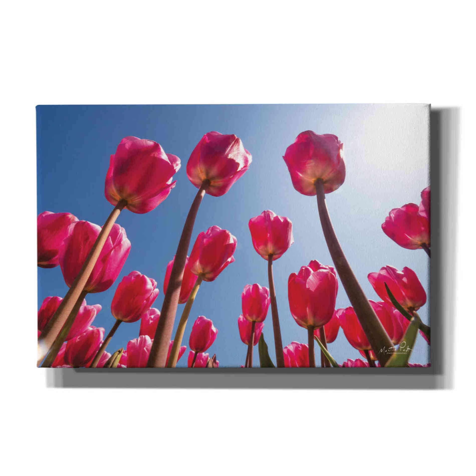 'Look Up in Pink' by Martin Podt, Canvas Wall Art