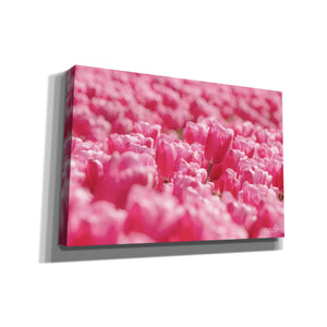 'Pink Field' by Martin Podt, Canvas Wall Art