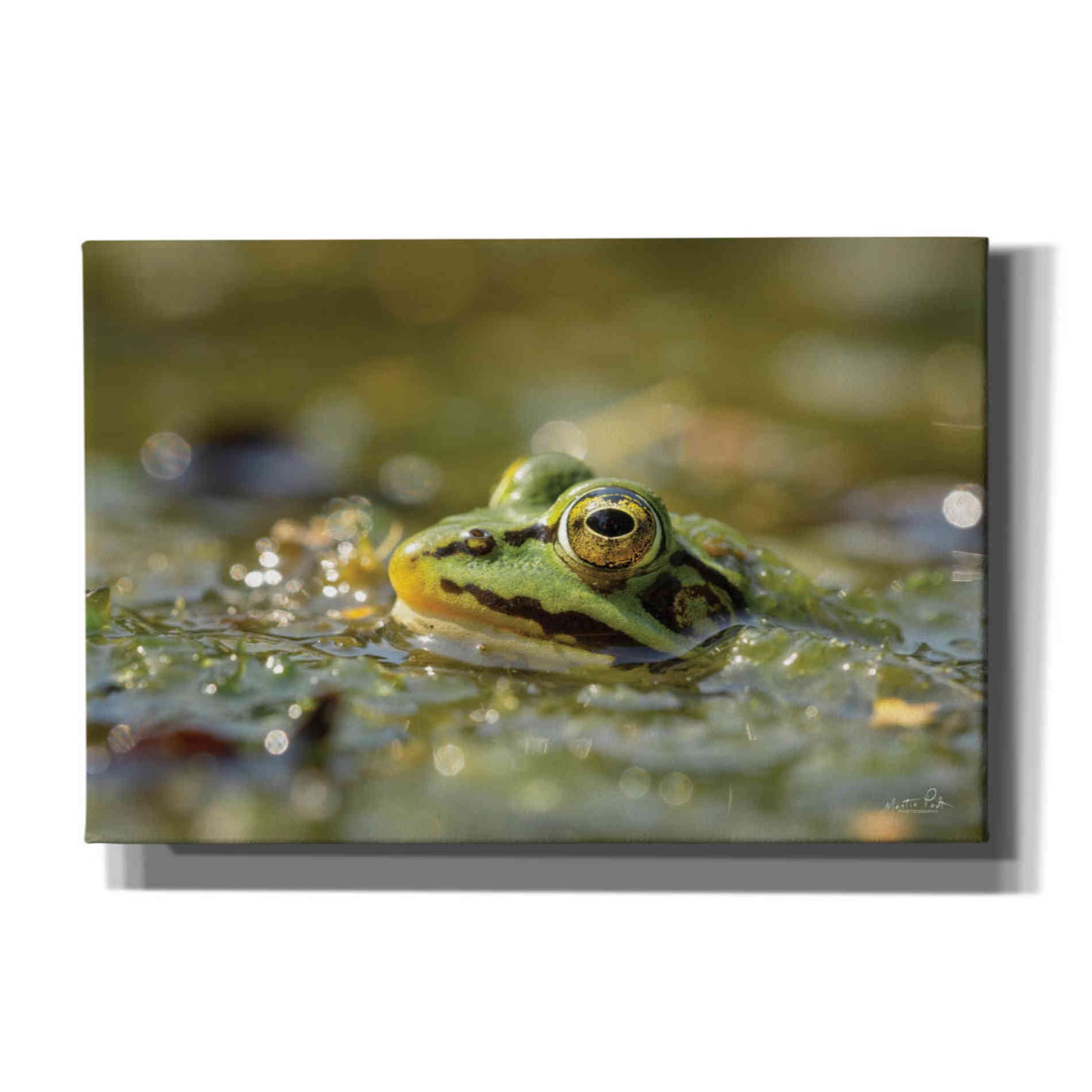 'Frog' by Martin Podt, Canvas Wall Art