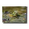 'Frog' by Martin Podt, Canvas Wall Art