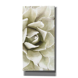 'Agave Panel 1' by Stellar Design Studio, Canvas Wall Art