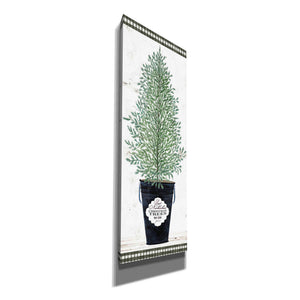 'Cedar Tree' by Cindy Jacobs, Canvas Wall Art