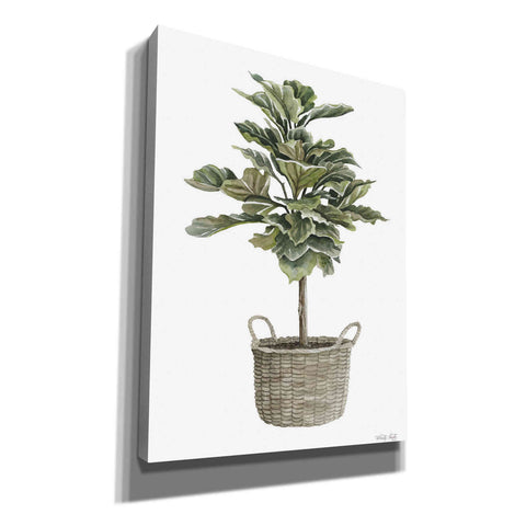 Image of 'Fig Tree II' by Cindy Jacobs, Canvas Wall Art