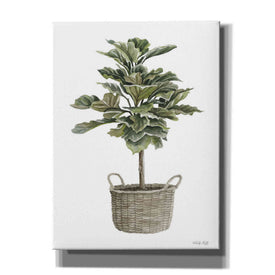 'Fig Tree II' by Cindy Jacobs, Canvas Wall Art