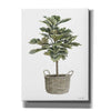 'Fig Tree II' by Cindy Jacobs, Canvas Wall Art