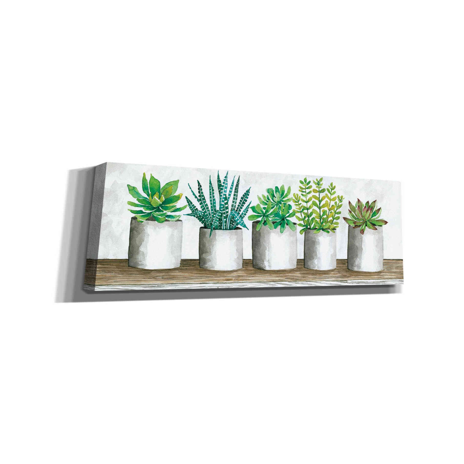 'Succulent Pots' by Cindy Jacobs, Canvas Wall Art