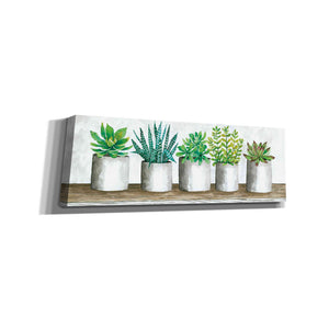 'Succulent Pots' by Cindy Jacobs, Canvas Wall Art