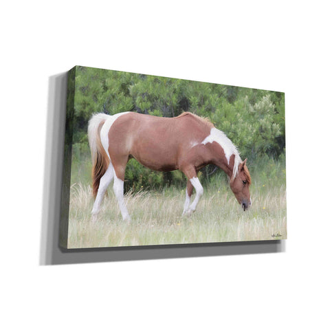 Image of 'Assateague Horse' by Lori Deiter, Canvas Wall Art