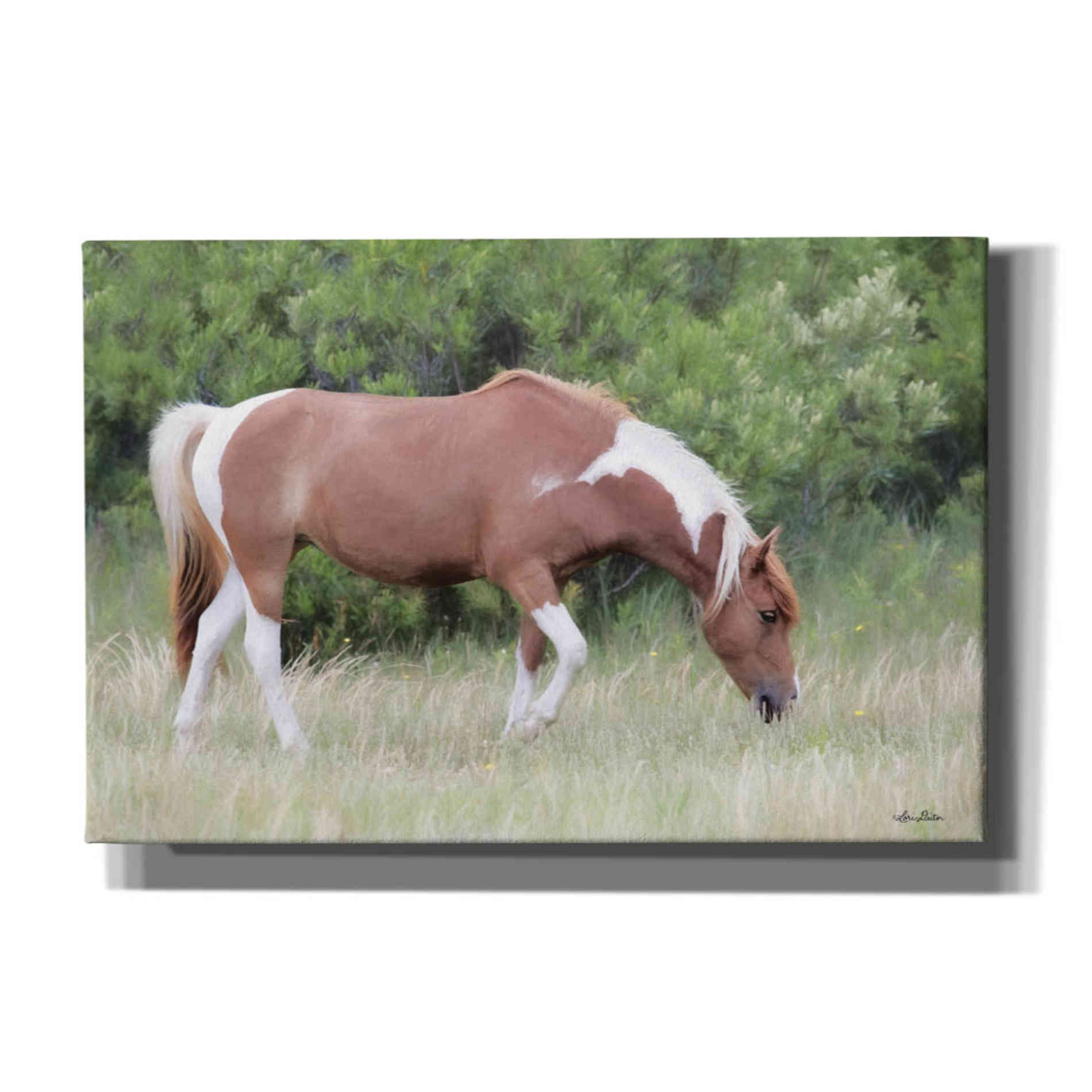 'Assateague Horse' by Lori Deiter, Canvas Wall Art