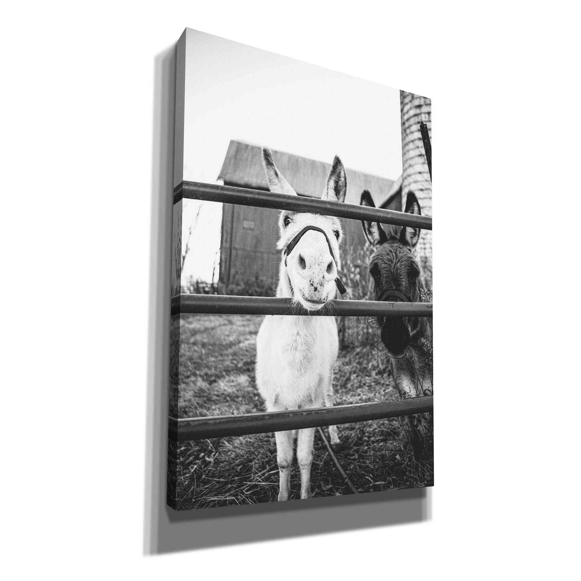'Donkeys' by Donnie Quillen, Canvas Wall Art