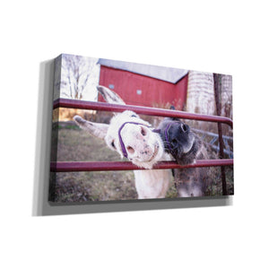 'Hey Donkeys II' by Donnie Quillen, Canvas Wall Art