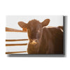 'Baby Cow II' by Donnie Quillen, Canvas Wall Art