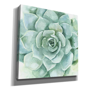 'Verdant Succulent I' by Victoria Borges, Canvas Wall Art