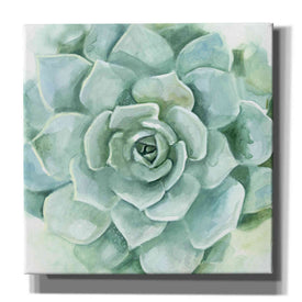 'Verdant Succulent I' by Victoria Borges, Canvas Wall Art