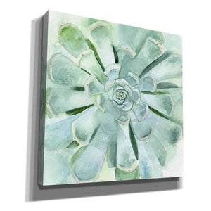'Verdant Succulent IV' by Victoria Borges, Canvas Wall Art