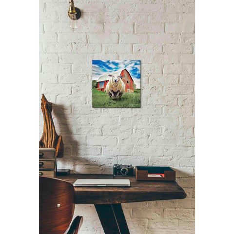 Image of 'Sunday Afternoon Sheep Pose' by Bluebird Barn, Canvas Wall Art,12 x 12