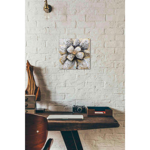 'Explosion of Petals' by Britt Hallowell, Canvas Wall Art,12 x 12