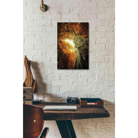 Image of 'Look Up Autumn' by Martin Podt, Canvas Wall Art,12 x 18