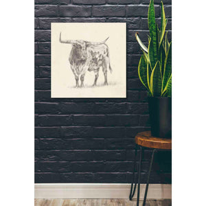 'Longhorn Steer Sketch II' by Ethan Harper, Canvas Wall Art,26 x 26