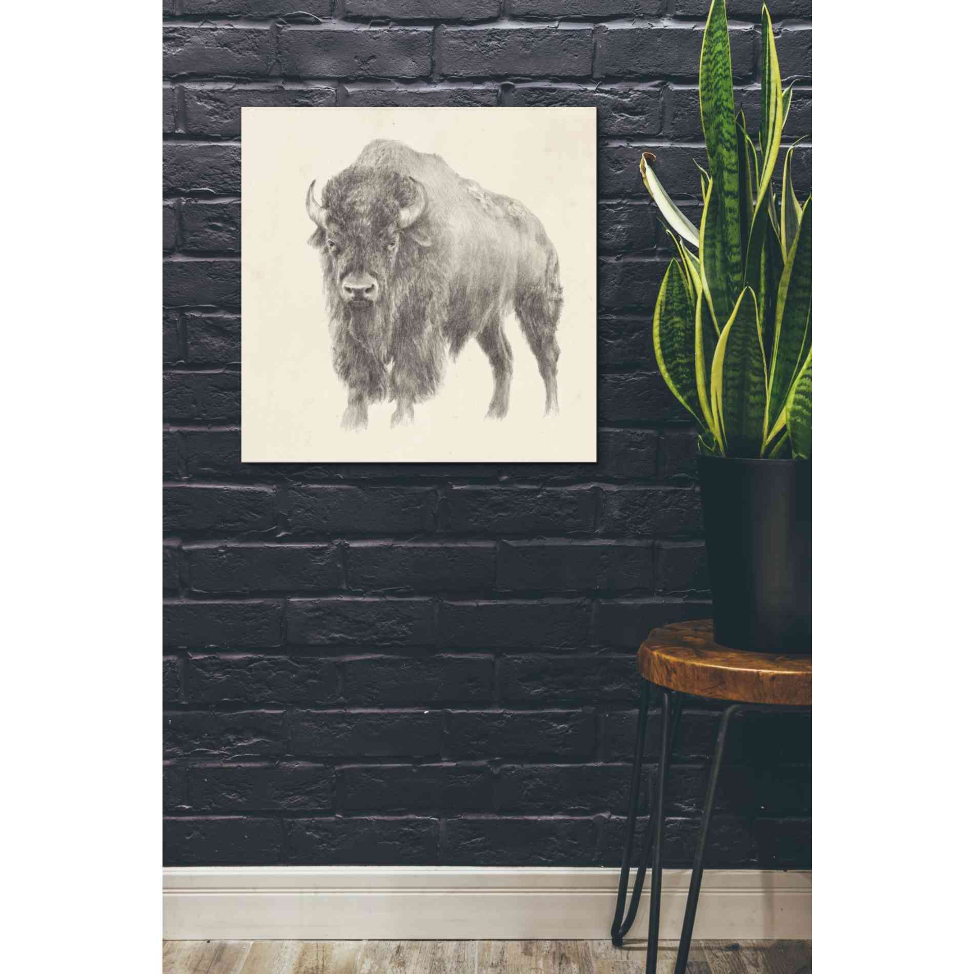 'Western Bison Study' by Ethan Harper, Canvas Wall Art,26 x 26