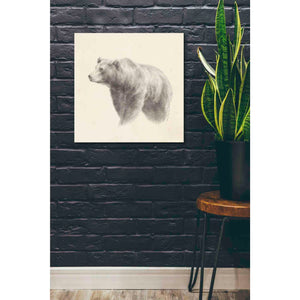 'Western Bear Study' by Ethan Harper, Canvas Wall Art,26 x 26