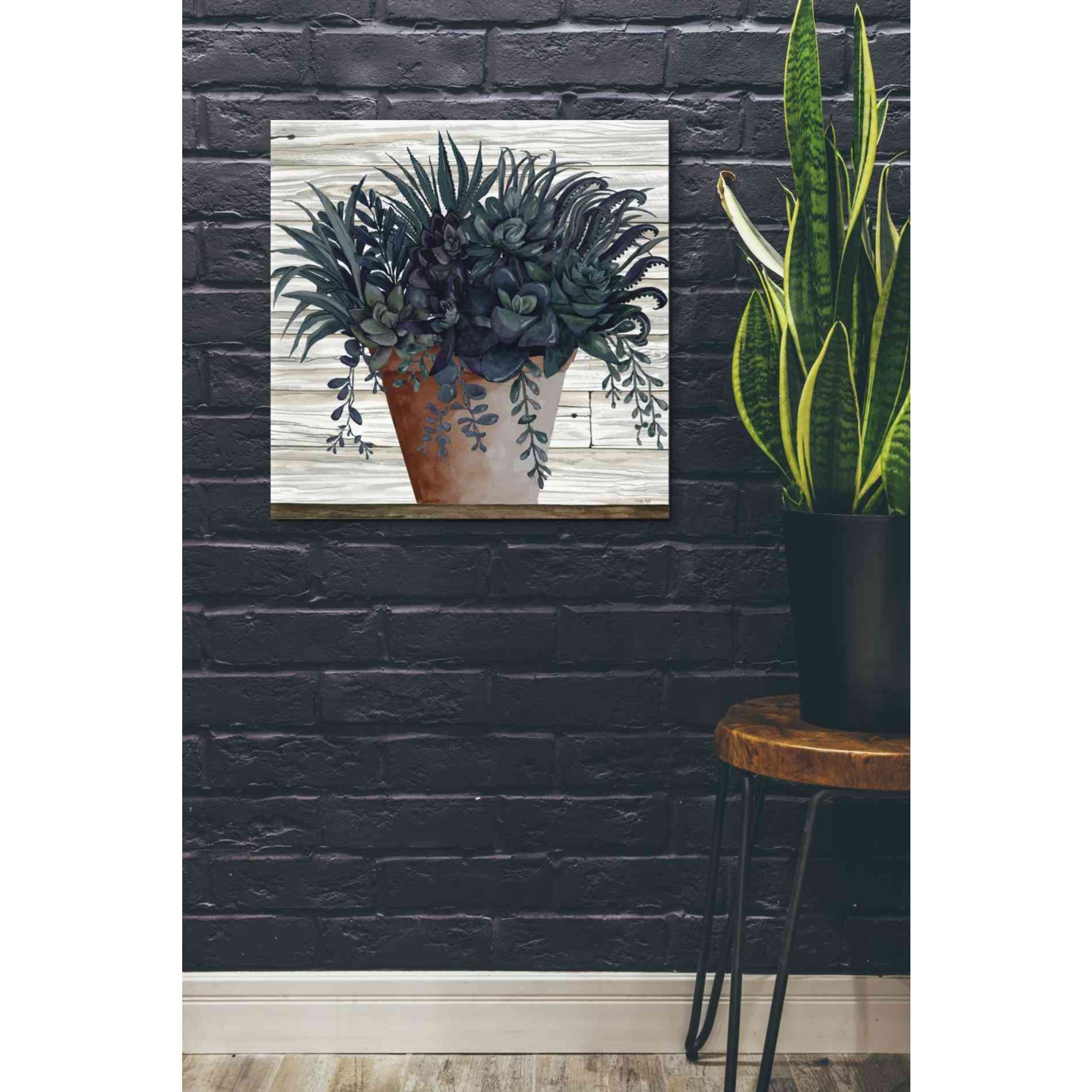'Remarkable Succulents I' by Cindy Jacobs, Giclee Canvas Wall Art