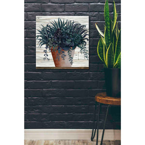 'Remarkable Succulents I' by Cindy Jacobs, Giclee Canvas Wall Art