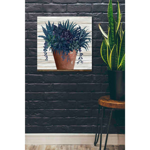 'Remarkable Succulents II' by Cindy Jacobs, Giclee Canvas Wall Art