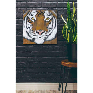 'Tiger Gaze' by Britt Hallowell, Canvas Wall Art,26 x 26