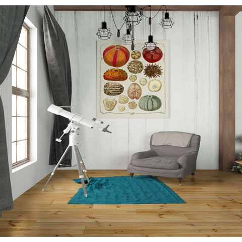Image of 'Starfish and Sea Urchins b,' by Fab Funky, Giclee Canvas Wall Art