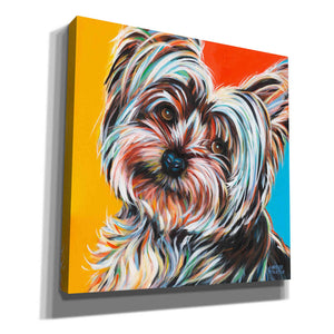 'Sweet Yorkie II' by Carolee Vitaletti Giclee Canvas Wall Art