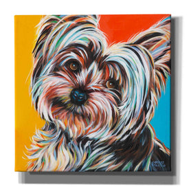 'Sweet Yorkie II' by Carolee Vitaletti Giclee Canvas Wall Art