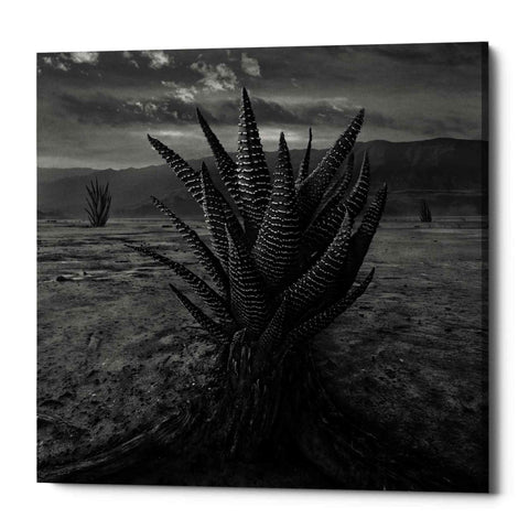 Image of 'Cactus' by Dariusz Klimczak, Canvas Wall Art